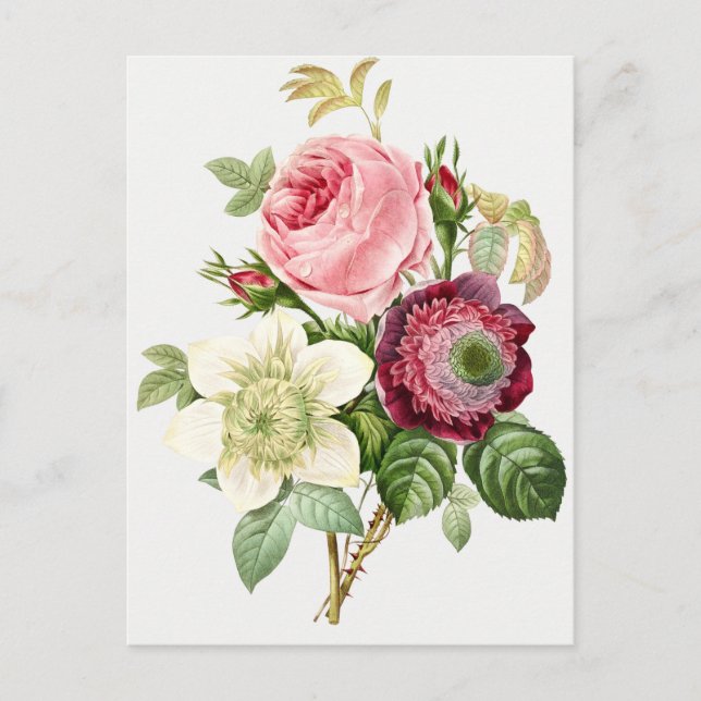 Carte Postale Illustration botanique vintage (Devant)