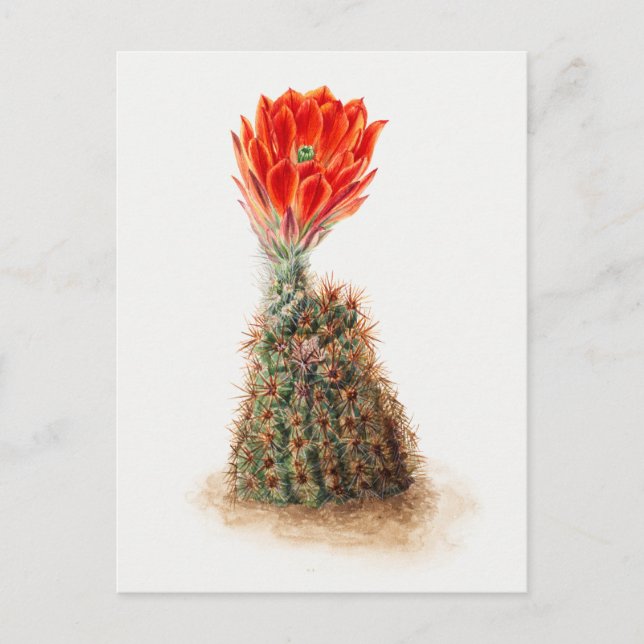 Carte Postale Illustration botanique vintage (Devant)