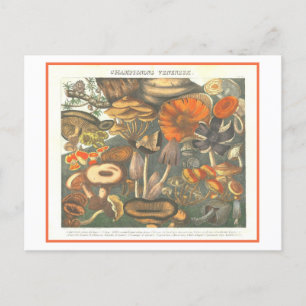 Carte Postale Illustration botanique vintage Champignons poisonn