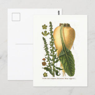Carte Postale Illustration botanique vintage de betterave sucriè