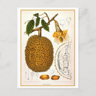 Carte Postale Illustration botanique vintage de Durian