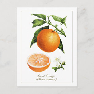 Carte Postale Illustration botanique vintage de fruit orange