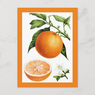 Carte Postale Illustration botanique vintage de fruit orange