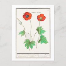 Illustration botanique vintage Fleurs de pavot