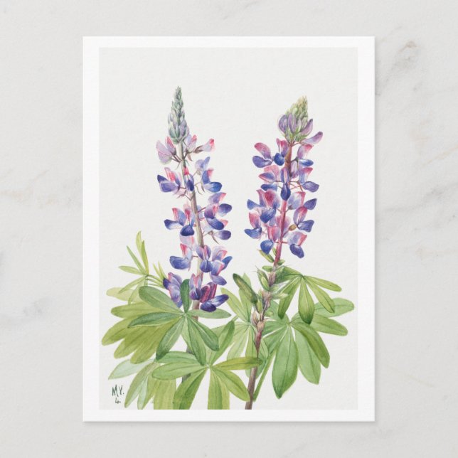 Carte postale Illustration botanique violette Lupi (Devant)