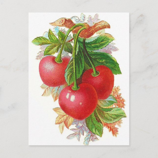 Carte Postale Illustration Cerises vintages (Devant)