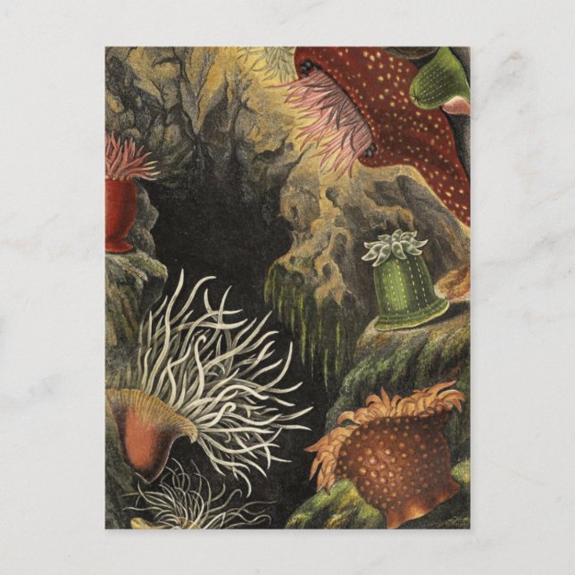 Carte postale Illustration classique (Devant)