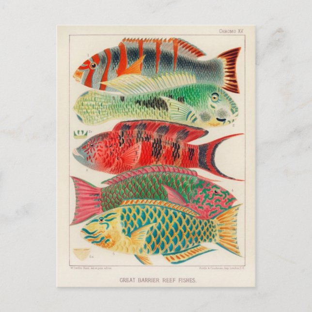 Carte postale Illustration classique (Devant)