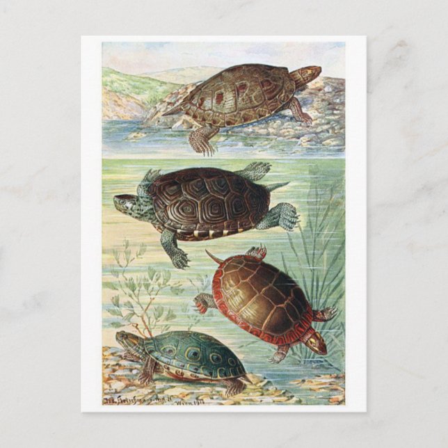 Carte postale Illustration classique (Devant)