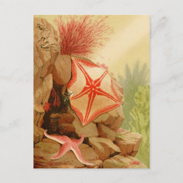 Carte postale Illustration classique (Devant)