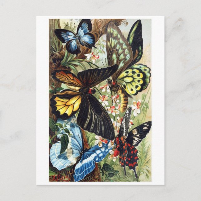 Carte postale Illustration classique (Devant)