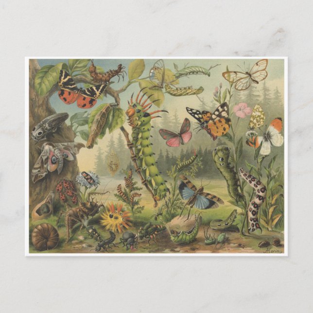 Carte Postale Illustration colorée d'insectes Vintages (Devant)