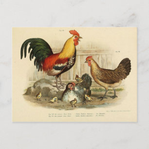 Carte Postale Illustration coq et poule