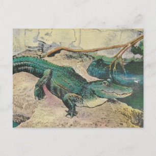 Carte postale illustration d'alligator vintage