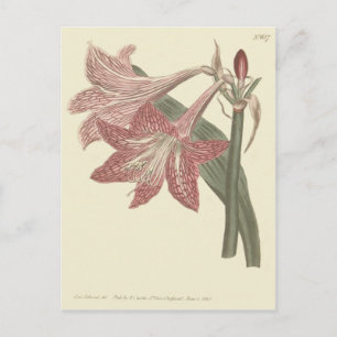 Carte Postale Illustration d'Amaryllis à filets roses