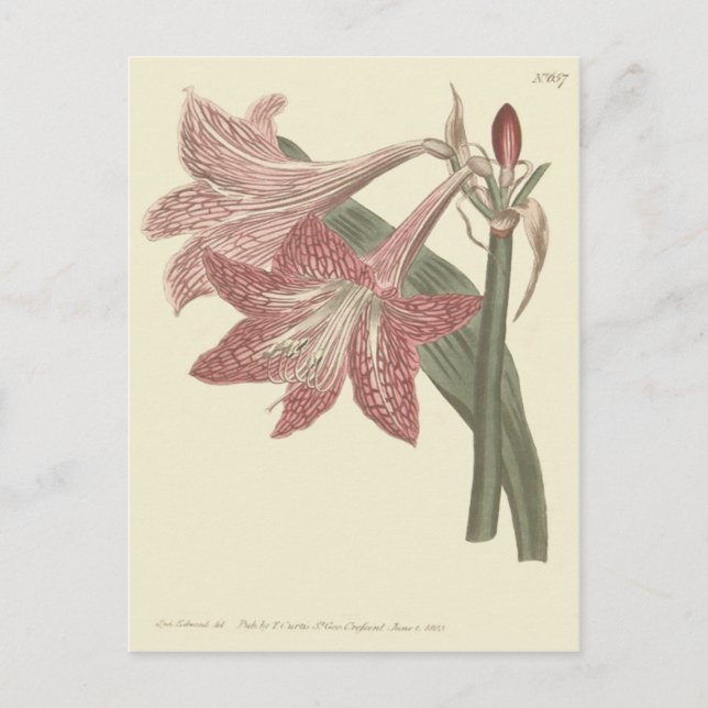 Carte Postale Illustration d'Amaryllis à filets roses (Devant)