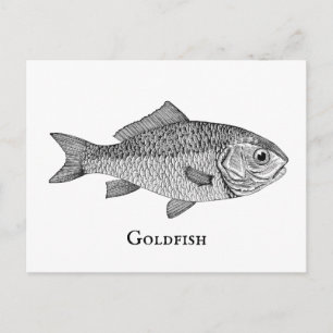Carte Postale Illustration d'art de livre de poissons rouges vin