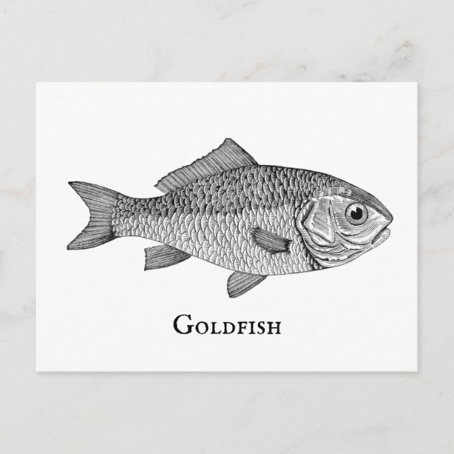 Carte Postale Illustration d'art de livre de poissons rouges vin (Devant)