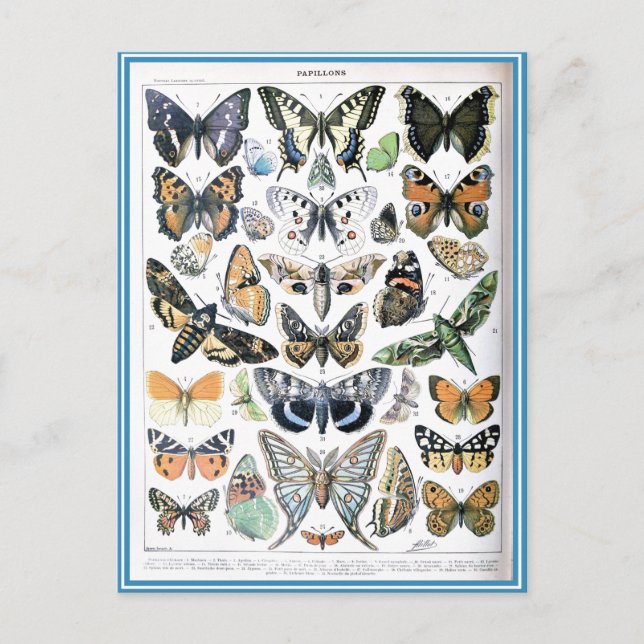 Carte Postale Illustration d'art papillon vintage (Devant)