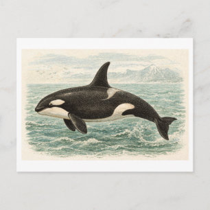 Carte Postale Illustration de baleine orque de style vintage