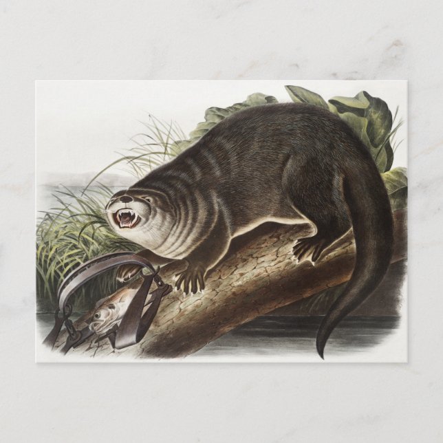 Carte Postale Illustration de Canada Otter (Lutra Canadensis) (Devant)