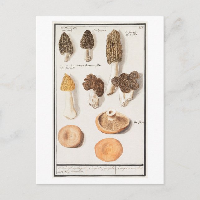Carte Postale Illustration de champignon vintage (Devant)