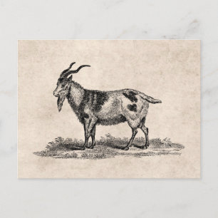 Carte Postale Illustration de chèvre domestique vintage - chèvre