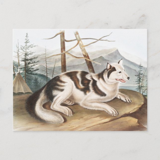 Carte Postale Illustration de Chien indien lièvre (Canis familia (Devant)