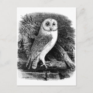 Carte Postale Illustration de chouette vintage