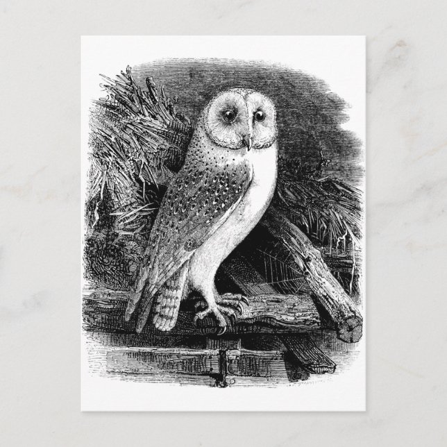 Carte Postale Illustration de chouette vintage (Devant)