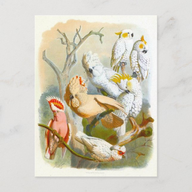 Carte Postale Illustration de Cockatoos vintages (Devant)