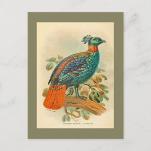 Carte Postale Illustration de faisan coloré d'oiseaux vintage