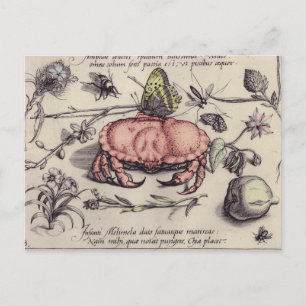 Carte Postale Illustration de fleur d'insecte botanique de crabe