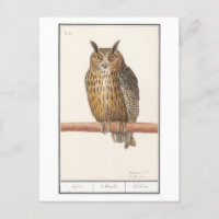 Illustration de hibou vintage