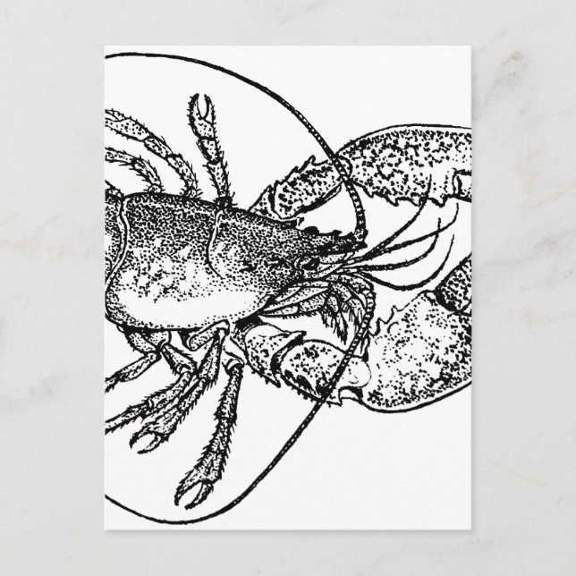 Carte Postale Illustration de homard vintage (Devant)
