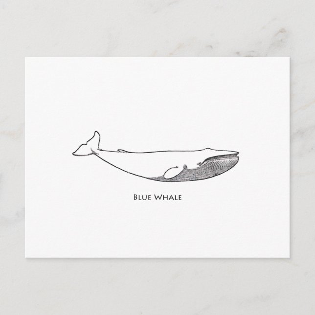 Carte Postale Illustration de la baleine bleue (art linéaire) (Devant)
