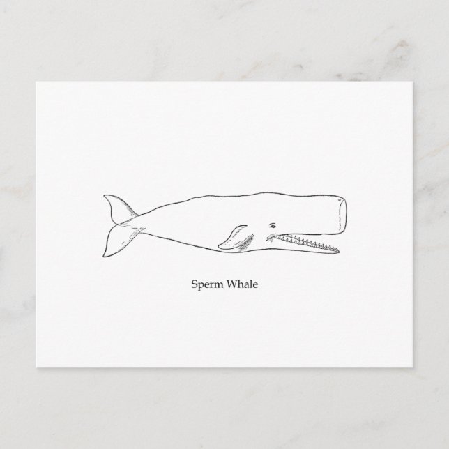Carte Postale Illustration de la baleine de Sperm (art linéaire) (Devant)