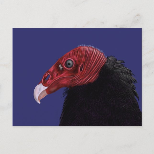 Carte Postale Illustration de la dinde vautour à deux tons (Devant)