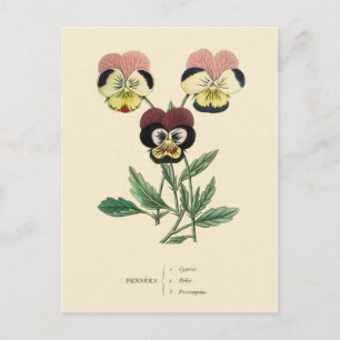 Carte Postale Illustration de la floraison des panneaux de sable