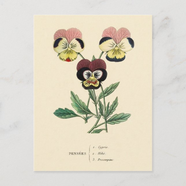 Carte Postale Illustration de la floraison des panneaux de sable (Devant)