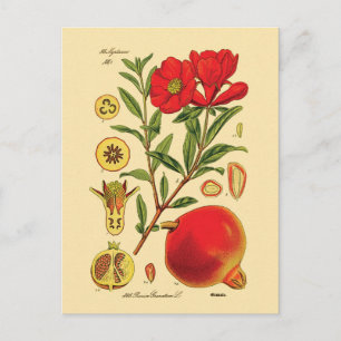 Carte Postale Illustration de la grenade ancienne