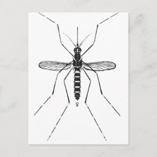 Carte Postale Illustration de la nomenclature scientifique des m