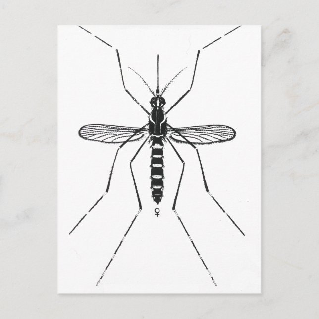 Carte Postale Illustration de la nomenclature scientifique des m (Devant)