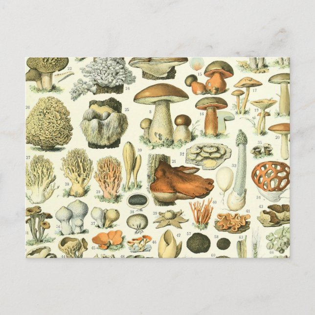 Carte Postale Illustration de la science des champignons - Vinta (Devant)