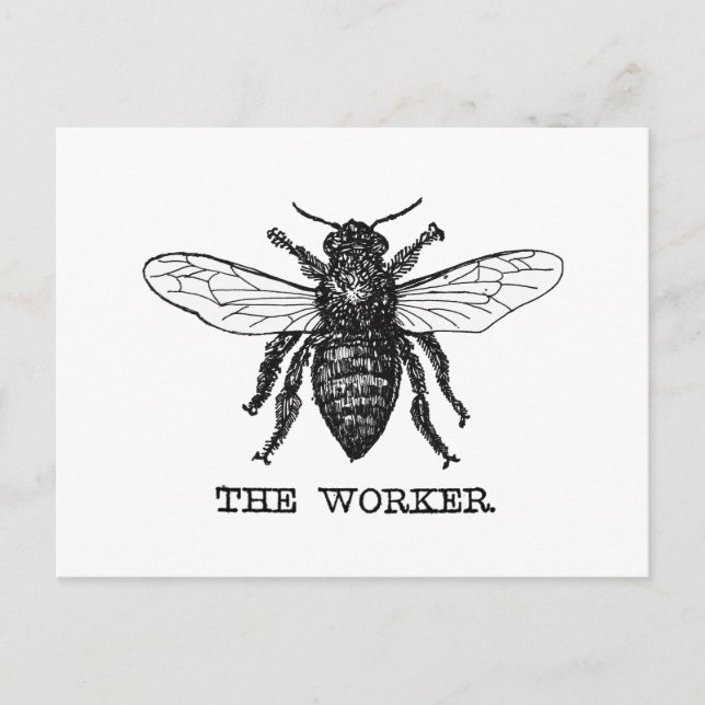 Carte Postale Illustration de l'abeille du travailleur vintage (Devant)