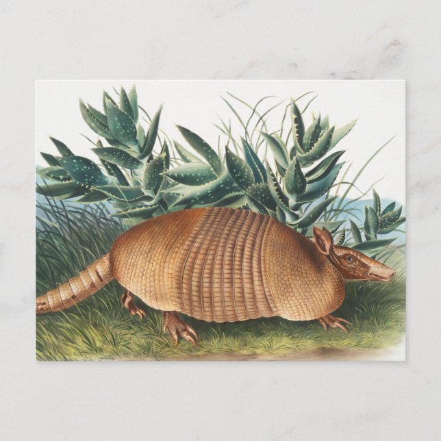 Carte Postale Illustration de l'Armadillo (Dasypus Peba) à neuf  (Devant)