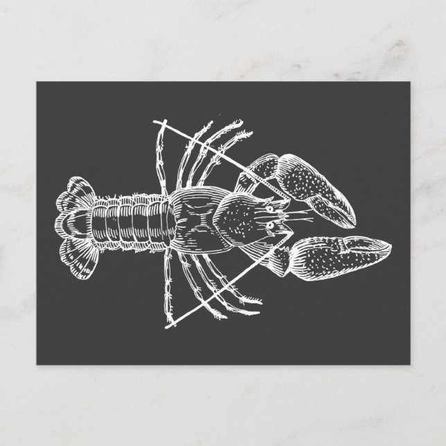Carte Postale Illustration de l'écrevisse blanche sur noir (Devant)
