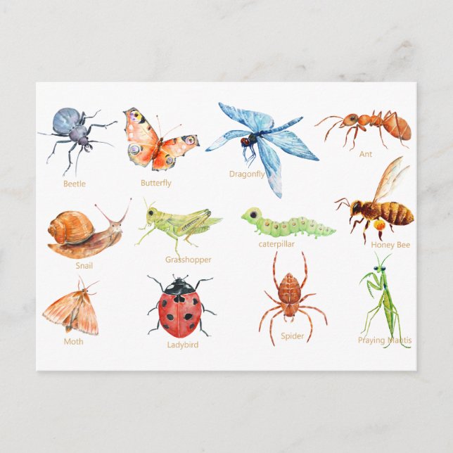 Carte Postale Illustration de l'insecte de l'aquarelle (Devant)