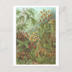 Carte Postale Illustration de livre vintage Mousses et autres Pl