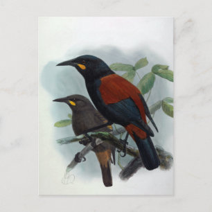 Carte Postale Illustration de l'oiseau Vintage de selle néo-zéla